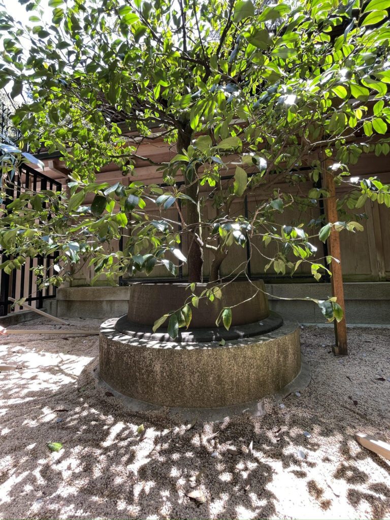 Kojinyougo no sakaki